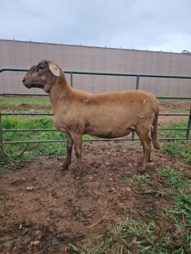 WITHDRAWNX MEATMASTER NOT RECORDED EWE Madevu Farming & Meatmasters (Per animal to take the lot)