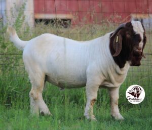 1X BOER GOAT FLOCK 39-199 BUCK Gatsheni Boer Goat Stud