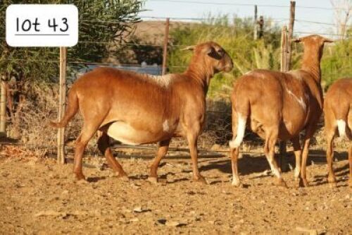 2X MEATMASTER RECORDED EWE Wilgerboom Meatmasters (Per animal to take the lot)
