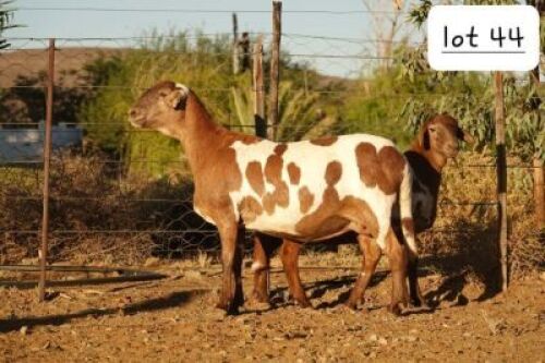 1+1X MEATMASTER RECORDED EWE Wilgerboom Meatmasters (Per animal to take the lot)