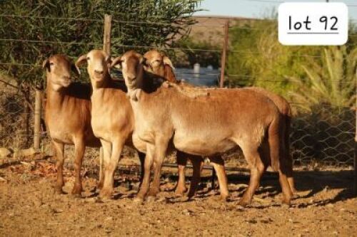 4X MEATMASTER NOT RECORDED EWE Wilgerboom Meatmasters (Per animal to take the lot)