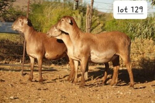 3X MEATMASTER NOT RECORDED EWE Wilgerboom Meatmasters (Per animal to take the lot)
