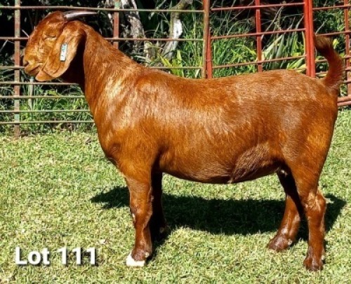 1 X OOI/EWE DHIDEJAK - F