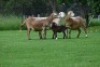 3+1X MEATMASTER NOT RECORDED EWE Wild en Vry Meatmasters (Per animal to take the lot) - 2