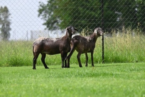 2X MEATMASTER NOT RECORDED EWE Wild en Vry Meatmasters (Per animal to take the lot)