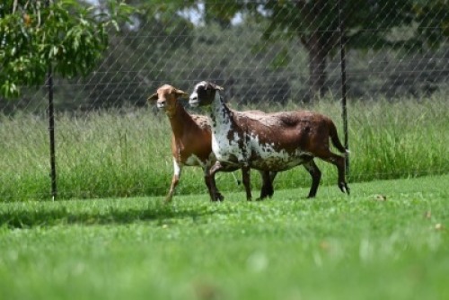 1X MEATMASTER NOT RECORDED EWE Wild en Vry Meatmasters
