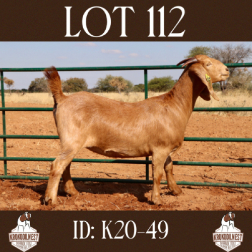 1 X OOI/EWE KROKODILNEST - PS