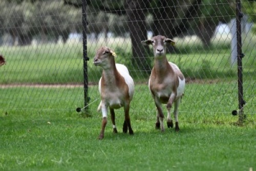 2X MEATMASTER NOT RECORDED EWE Wild en Vry Meatmasters (Per animal to take the lot)