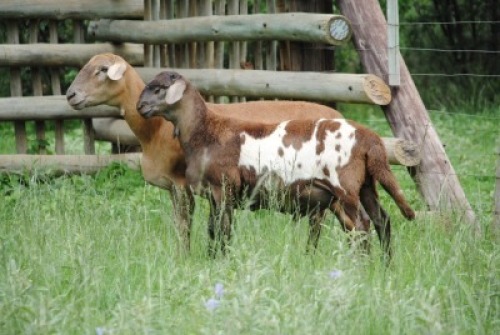 1+1X MEATMASTER NOT RECORDED EWE Voorwaarts Boerdery (Per animal to take the lot)