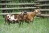 1+1X MEATMASTER NOT RECORDED EWE Voorwaarts Boerdery (Per animal to take the lot) - 2