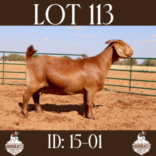 1 X OOI/EWE KROKODILNEST - F