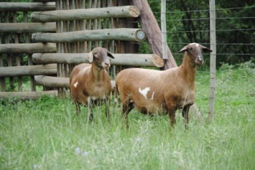 2+1X MEATMASTER NOT RECORDED EWE Voorwaarts Boerdery (Per animal to take the lot)