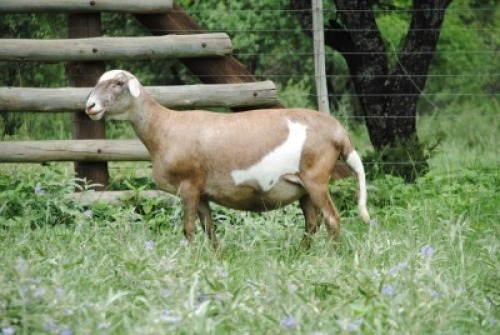 1+1X MEATMASTER NOT RECORDED EWE Voorwaarts Boerdery (Per animal to take the lot)