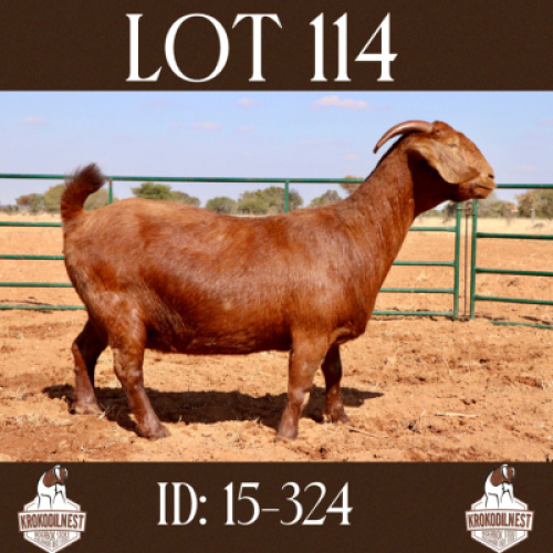 1 X OOI/EWE KROKODILNEST - F