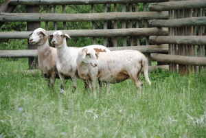 3X MEATMASTER NOT RECORDED EWE Voorwaarts Boerdery