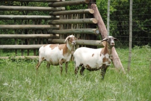 2X MEATMASTER NOT RECORDED EWE Voorwaarts Boerdery (Per animal to take the lot)