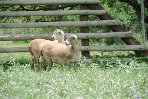 2X MEATMASTER NOT RECORDED EWE Voorwaarts Boerdery (Per animal to take the lot)