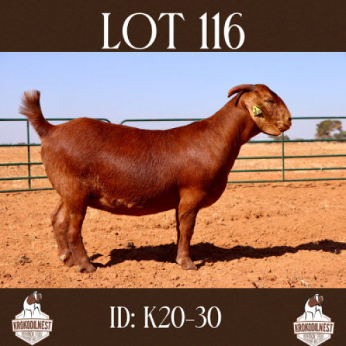 1 X OOI/EWE KROKODILNEST - S