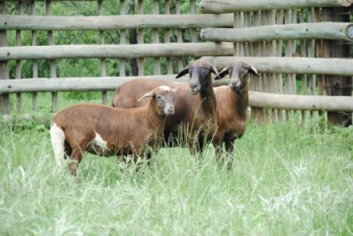 1X MEATMASTER NOT RECORDED EWE Voorwaarts Boerdery