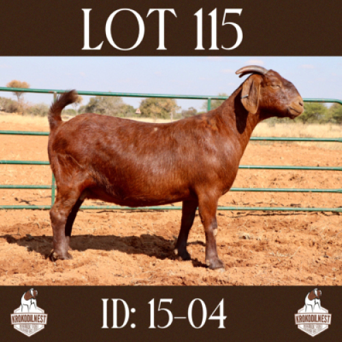 1 X OOI/EWE KROKODILNEST - F