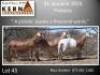 3X MEATMASTER RECORDED EWE Kern Meatmasters (Per animal to take the lot)