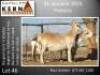 2+1X MEATMASTER RECORDED EWE Kern Meatmasters (Per animal to take the lot) - 3