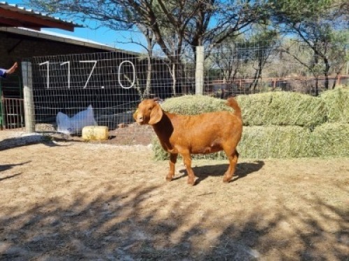 1 X OOI/EWE LEEUPOORT KALAHARI REDS - F