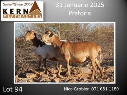 2X MEATMASTER RECORDED, NOT RECORDED EWE Kern Meatmasters (Per animal to take the lot)