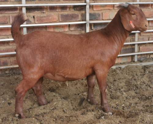 1 X OOI/EWE MYL 50 BOER GOAT & KALAHARI RED STUD - PS