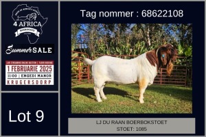 1X BOER GOAT STUD BUCK LJ du Raan and sons Boergoat Stud