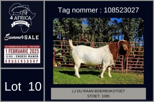 1X BOER GOAT STUD BUCK LJ du Raan and sons Boergoat Stud