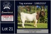 1X BOER GOAT STUD BUCK LJ du Raan and sons Boergoat Stud