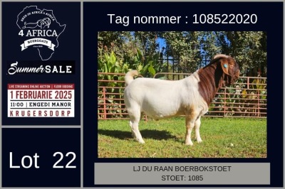 1X BOER GOAT STUD BUCK LJ du Raan and sons Boergoat Stud