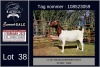 1X BOER GOAT STUD DOE LJ du Raan and sons Boergoat Stud