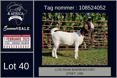 1X BOER GOAT STUD DOE LJ du Raan and sons Boergoat Stud