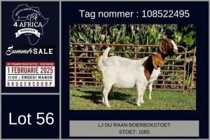 1X BOER GOAT FLOCK ON TEAT DOE LJ du Raan and sons Boergoat Stud