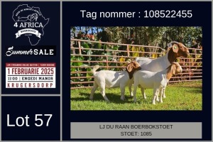 1X BOER GOAT FLOCK DOE LJ du Raan and sons Boergoat Stud