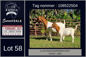 1X BOER GOAT FLOCK DOE LJ du Raan and sons Boergoat Stud