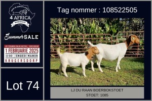 1X BOER GOAT FLOCK DOE LJ du Raan and sons Boergoat Stud