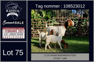 1X BOER GOAT STUD DOE LJ du Raan and sons Boergoat Stud