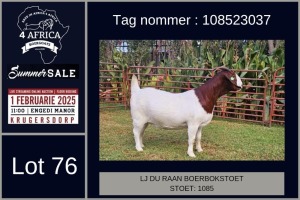 1X BOER GOAT FLOCK DOE LJ du Raan and sons Boergoat Stud