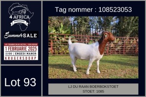 1X BOER GOAT FLOCK ON COLOUR DOE LJ du Raan and sons Boergoat Stud