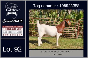 1X BOER GOAT STUD DOE LJ du Raan and sons Boergoat Stud