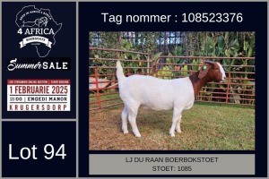 1X BOER GOAT FLOCK ON TEAT DOE LJ du Raan and sons Boergoat Stud