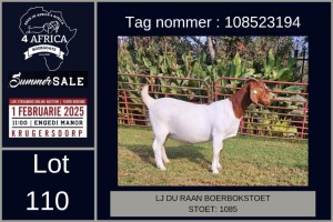 1X BOER GOAT FLOCK ON TEAT DOE LJ du Raan and sons Boergoat Stud