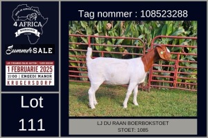 1X BOER GOAT FLOCK ON COLOUR DOE LJ du Raan and sons Boergoat Stud