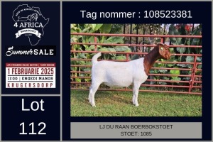 1X BOER GOAT FLOCK ON COLOUR DOE LJ du Raan and sons Boergoat Stud