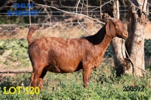 1 X OOI/EWE CMLW BOERDERY - F