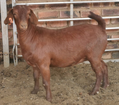1 X OOI/EWE MYL 50 BOER GOAT & KALAHARI RED STUD - PS