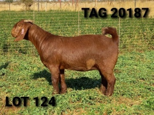 1 X OOI/EWE JENNY KALAHARI RED - F